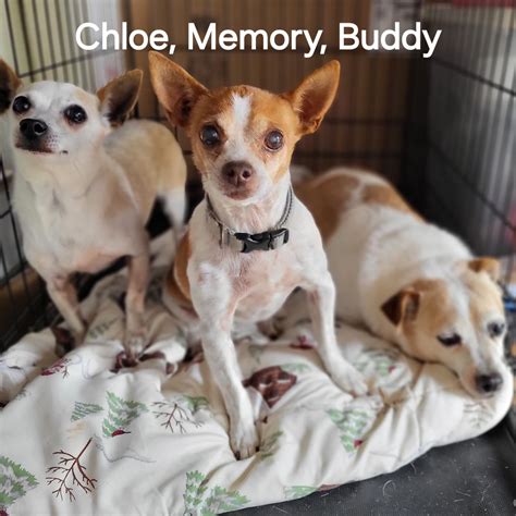 chloe petfinder|We have found a .